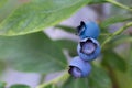 Juicy Highbush Blueberries Ripening On The Bush