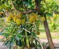 Juicy jackfruit hanging on tree