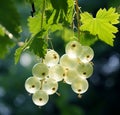 Juicy Jewels: Vibrant Currants Dangling from a Lush Branch