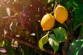 Juicy lemon fruits hanging on a branch on bright sunlights in the garden on summertime. Royalty Free Stock Photo