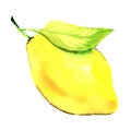 Juicy lemon with leaf isolated, watercolor illustration on white