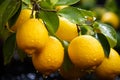 Juicy lemons glistening with raindrops grow on the trees. Lemon farm agriculture.