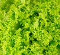 Juicy lettuce close-up Royalty Free Stock Photo