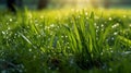 Juicy_lush_green_grass_on_meadow_with_drops_1690444240256_3 Royalty Free Stock Photo