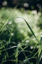 Juicy lush green grass on meadow with drops of water dew in morning light Royalty Free Stock Photo