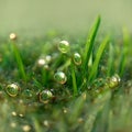 Juicy lush green grass on meadow with drops of water dew in morning light Royalty Free Stock Photo