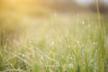 Juicy lush green grass on meadow with drops of water dew in morning light in spring summer outdoors close-up macro. Fresh green Royalty Free Stock Photo