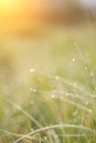 Juicy lush green grass on meadow with drops of water dew in morning light in spring summer outdoors close-up macro. Fresh green Royalty Free Stock Photo