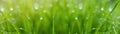 Juicy Lush Green Grass On Meadow With Drops Of Water Dew In Morning Light In Spring Summer Outdoors Close-up Macro, Panorama