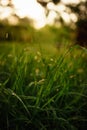 Juicy lush green grass on meadow with drops of water dew in morning light Royalty Free Stock Photo