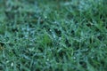 Juicy lush green grass on meadow with drops of water dew in morning light in spring summer outdoors close-up macro, panorama. Royalty Free Stock Photo