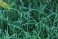 Juicy lush green grass on meadow with drops of water dew in morning light in spring summer outdoors close-up macro, panorama. Royalty Free Stock Photo