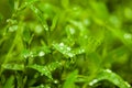 Juicy lush green grass on meadow with drops of water dew in morning light in spring summer outdoors close-up macro Royalty Free Stock Photo