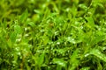 Juicy lush green grass on meadow with drops of water dew in morning light in spring summer outdoors close-up macro Royalty Free Stock Photo