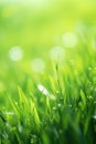 Juicy lush green grass on meadow with drops of water dew in morning light in spring summer outdoors close-up macro, panorama. Royalty Free Stock Photo