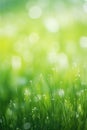 Juicy lush green grass on meadow with drops of water dew in morning light in spring summer outdoors close-up macro, panorama. Royalty Free Stock Photo