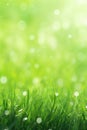 Juicy lush green grass on meadow with drops of water dew in morning light in spring summer outdoors close-up macro, panorama. Royalty Free Stock Photo