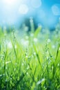 Juicy lush green grass on meadow with drops of water dew in morning light in spring summer outdoors close-up macro, panorama. Royalty Free Stock Photo