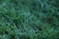 Juicy lush green grass on meadow with drops of water dew sparkle in morning light, spring summer outdoors close-up, copy space, Royalty Free Stock Photo