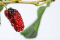 Juicy mulberry fruit Morus indica on a branch white background Royalty Free Stock Photo