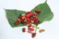 Juicy mulberry fruit Morus indica on white background Royalty Free Stock Photo