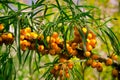 Juicy orange buckthorn berries on branches in sun