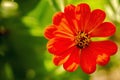 Juicy orange flower, little sun in garden Royalty Free Stock Photo