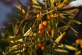 Juicy orange fruits of sea buckthorn in the evening light on the branches