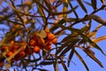 Juicy orange fruits of sea buckthorn in the evening light on the branches