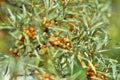 Juicy orange fruits of sea buckthorn on a green Bush in summer