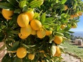 Juicy orange oranges on a tree in the sunlight Royalty Free Stock Photo