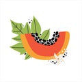 Juicy orange papaya with leaves and flowers. Hand drawn slice of tropical fruit with flesh and seeds. Vector flat