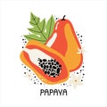 Juicy orange papaya with leaves and flowers. Hand drawn slice of tropical fruit with flesh and seeds. Vector flat