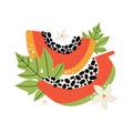 Juicy orange papaya with leaves and flowers. Hand drawn slice of tropical fruit with flesh and seeds. Vector flat illustration on