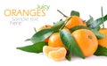 Juicy oranges Royalty Free Stock Photo