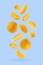 Juicy oranges as flow fly or fall as art composition. Whole, half, quarter pieces fruits on pastel blue background with shadow. Royalty Free Stock Photo