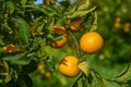 juicy oranges on tree branches in an orange garden 12 Royalty Free Stock Photo