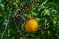 juicy oranges on tree branches in an orange garden 11 Royalty Free Stock Photo