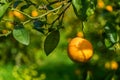 juicy oranges on tree branches in an orange garden 10 Royalty Free Stock Photo