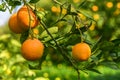 juicy oranges on tree branches in an orange garden 9 Royalty Free Stock Photo