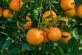 juicy oranges on tree branches in an orange garden 8 Royalty Free Stock Photo