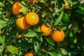 juicy oranges on tree branches in an orange garden 7 Royalty Free Stock Photo