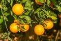 juicy oranges on tree branches in an orange garden 6 Royalty Free Stock Photo