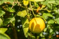 juicy oranges on tree branches in an orange garden 5 Royalty Free Stock Photo