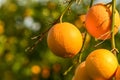 juicy oranges on tree branches in an orange garden 3 Royalty Free Stock Photo