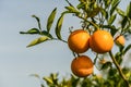 juicy oranges on tree branches in an orange garden 2 Royalty Free Stock Photo