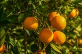 juicy oranges on tree branches in an orange garden 1 Royalty Free Stock Photo