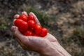 Juicy organics tomatoes in a hand. Cherry tomatoes in a man`s hand. Homemade freshly baked tomatoes. Royalty Free Stock Photo