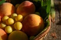 Juicy peaches and cherry plums lie in a basket closeup in sunset Royalty Free Stock Photo