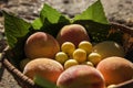 Juicy peaches and cherry plums lie in a basket under the rays of a warm sunset Royalty Free Stock Photo